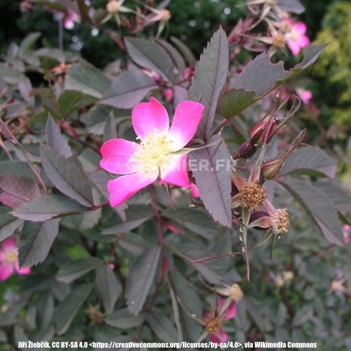 Rosier à feuilles rouges, Rosa glauca, Rosa Rubrifolia image